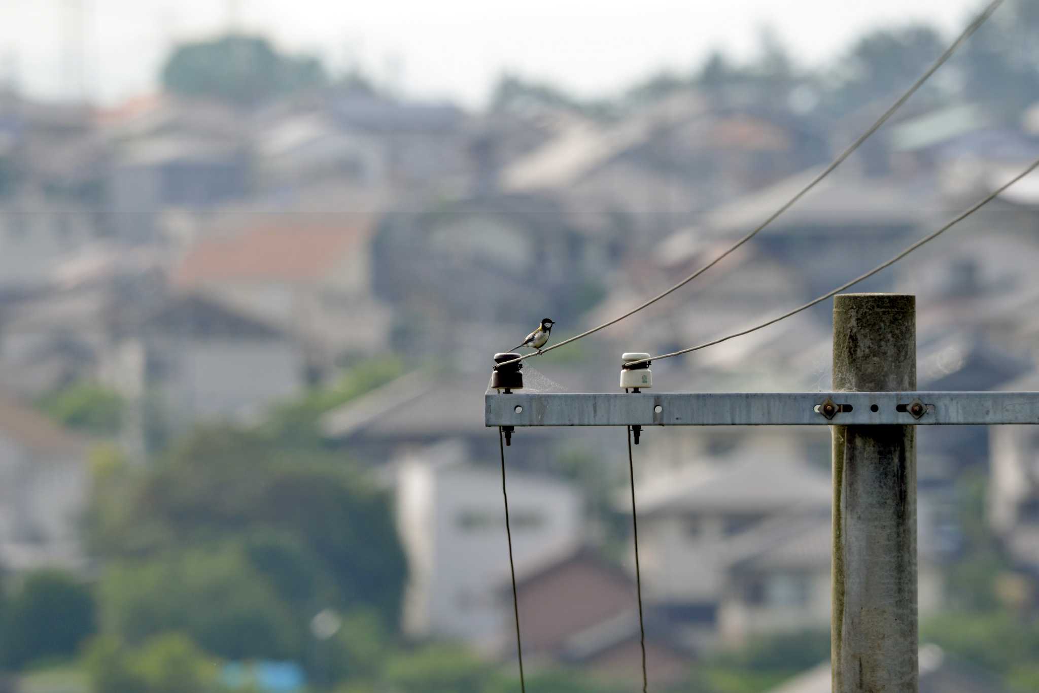 Japanese Tit