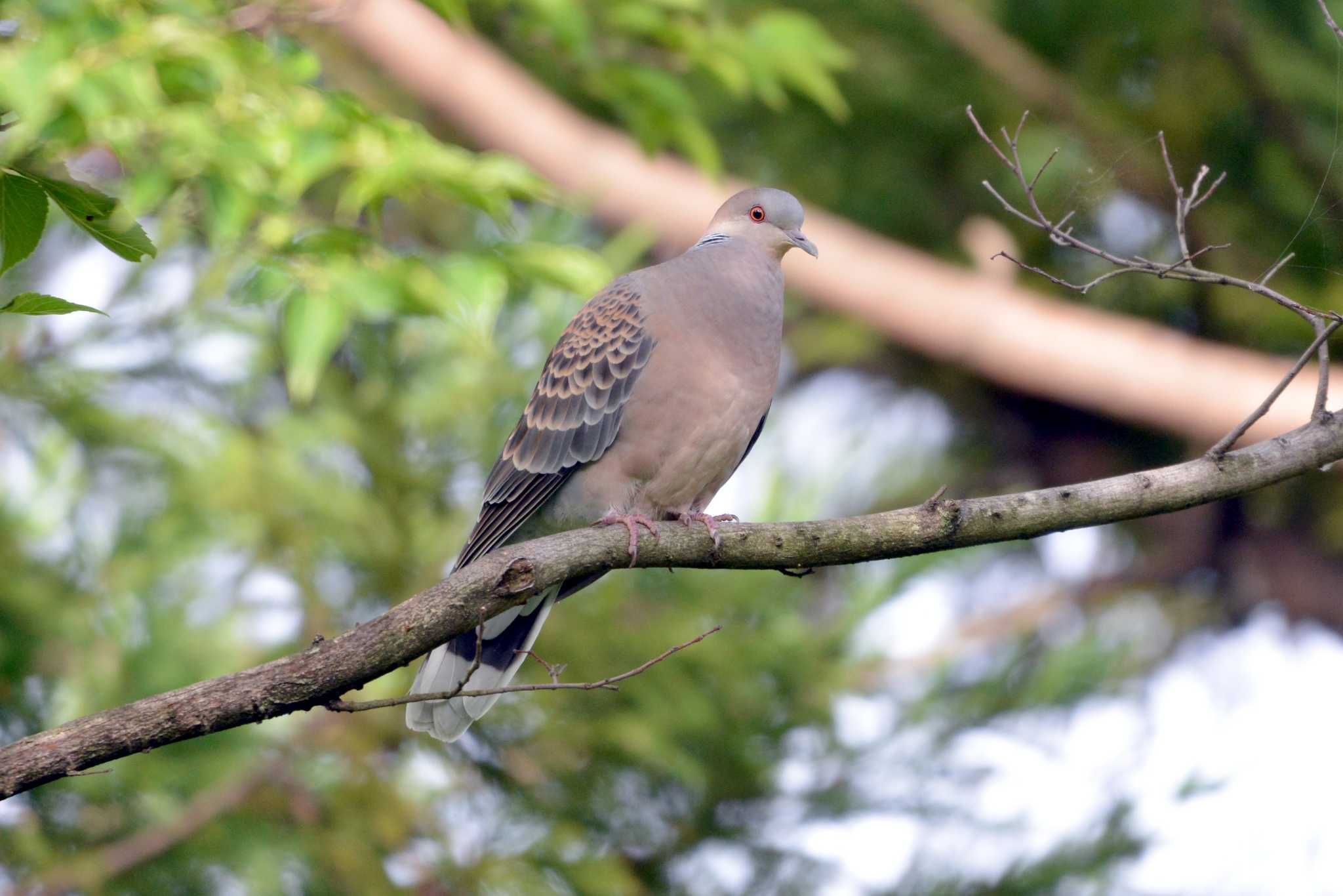 Oriental Turtle Dove