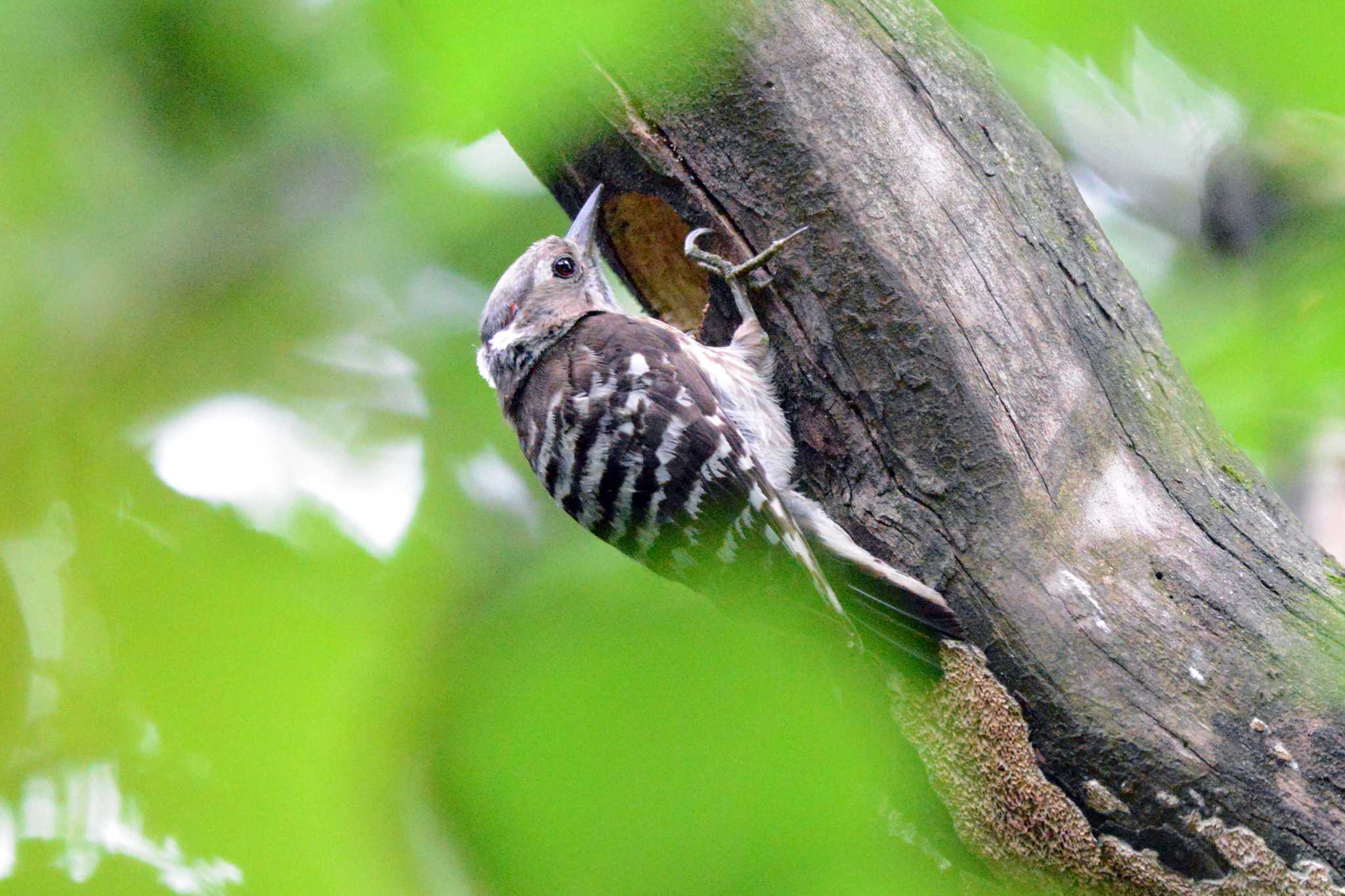 Japanese Pygmy Woodpecker