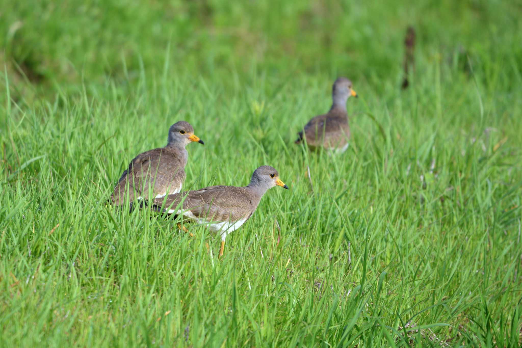 Grey-headed Lapwing