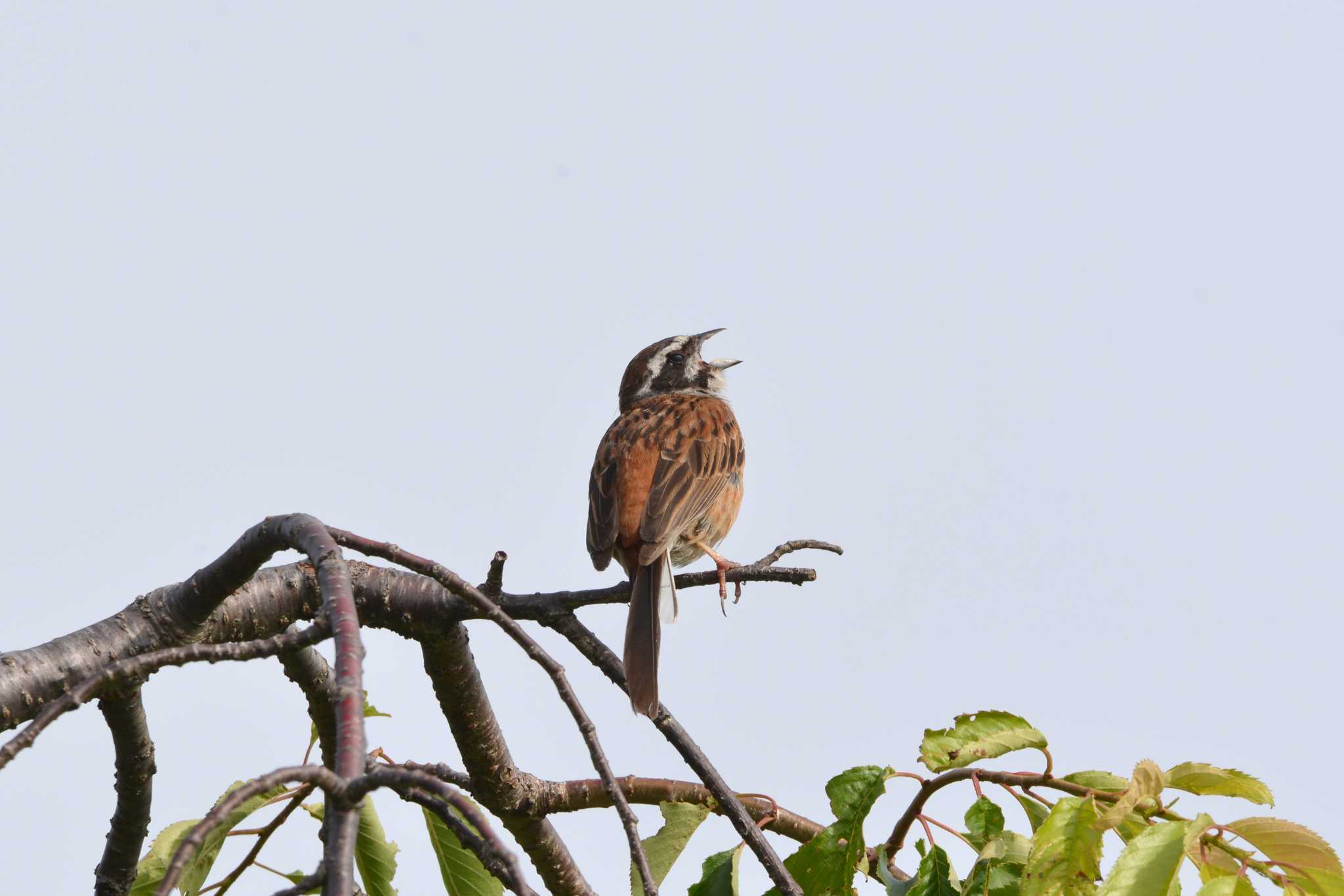 Meadow Bunting