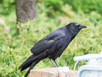 2019年6月9日(日) 都立浮間公園の野鳥観察記録