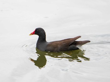 バン 都立浮間公園 2019年6月9日(日)