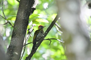 Streak-breasted Woodpecker