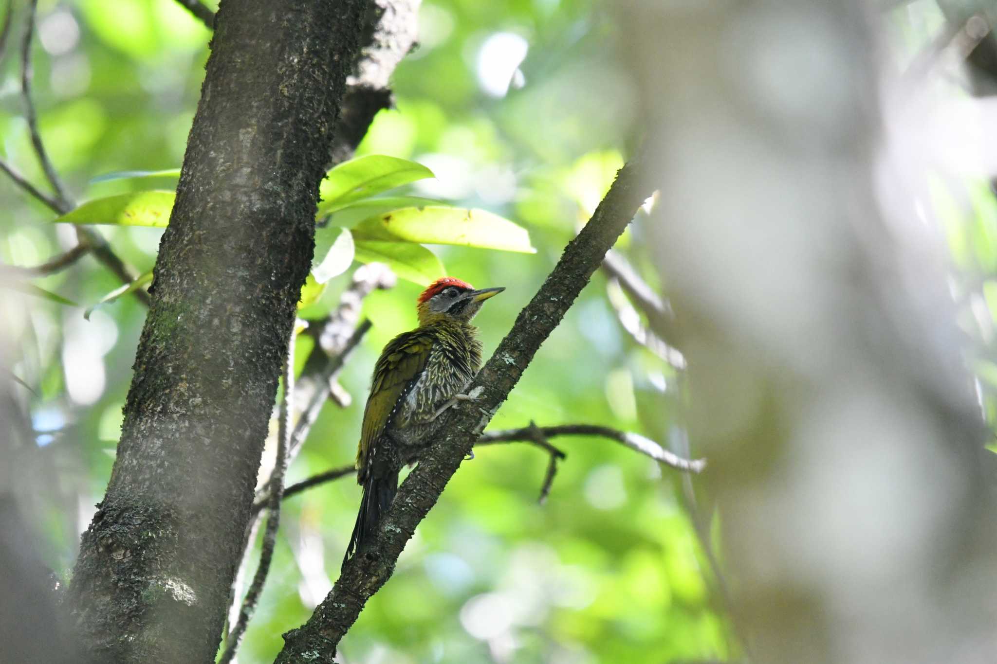 Photo of Streak-breasted Woodpecker at Ao Phang-nga NP by あひる