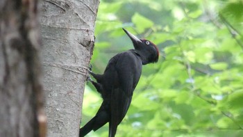 Black Woodpecker Tomakomai Experimental Forest Wed, 6/12/2019