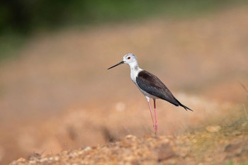 Black-winged Stilt