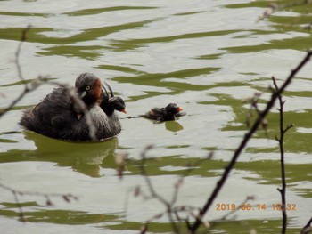 Little Grebe Omiya Park Fri, 6/14/2019