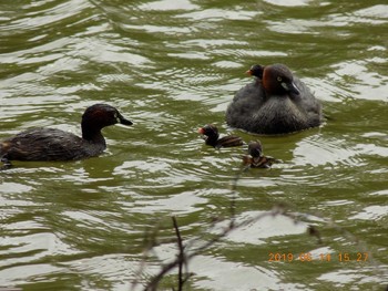 カイツブリ 大宮公園 2019年6月14日(金)