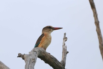 Brown-hooded Kingfisher