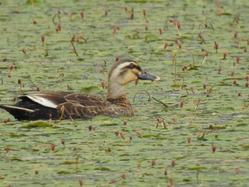 2019年6月15日(土) 深泥池の野鳥観察記録