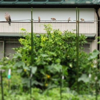 キジバト 神奈川県川崎市 2019年6月15日(土)