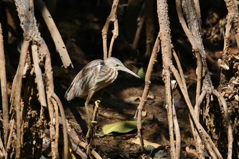 Yellow Bittern Ao Phang-nga NP Thu, 2/28/2019