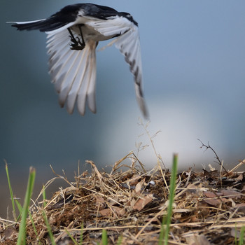 White Wagtail 津屋崎町渡 Thu, 6/6/2019