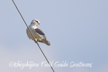 カタグロトビ 石垣島 2019年6月15日(土)