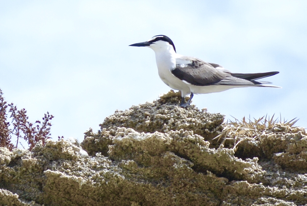 Photo of Bridled Tern at 沖縄県南城市 by あやぱに