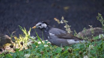 White-cheeked Starling Ukima Park Sun, 6/16/2019