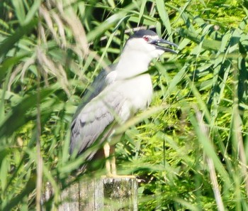 Black-crowned Night Heron Ukima Park Sun, 6/16/2019