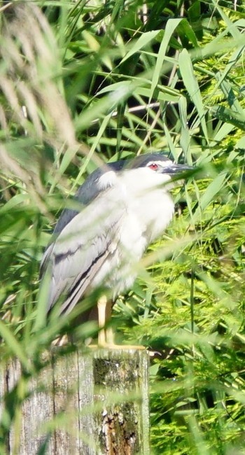 Black-crowned Night Heron Ukima Park Sun, 6/16/2019