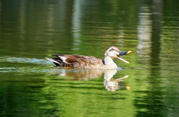 Eastern Spot-billed Duck Ukima Park Sun, 6/16/2019