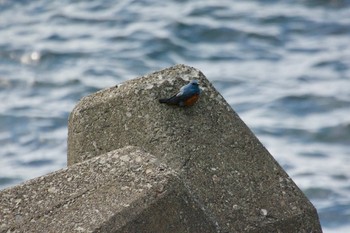 Blue Rock Thrush 北海道増毛町 Sat, 6/15/2019