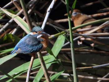 Common Kingfisher 稲城 Sun, 6/16/2019