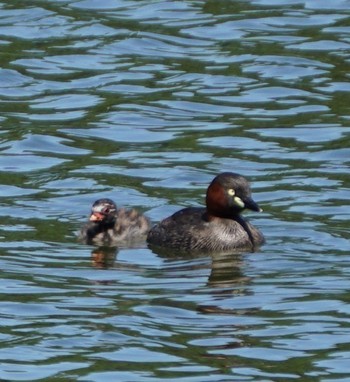 Little Grebe Ukima Park Sun, 6/16/2019