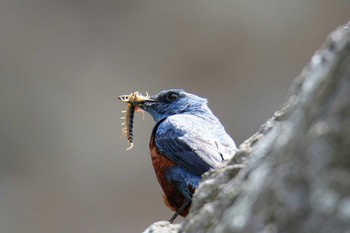 Blue Rock Thrush 神奈川 Sun, 6/16/2019