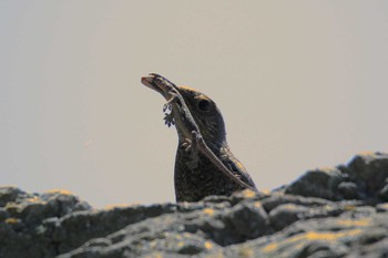 Blue Rock Thrush 神奈川 Sun, 6/16/2019