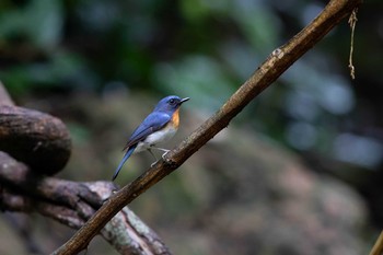 ノドアカヒメアオヒタキ ケーン・クラチャン国立公園 2019年6月2日(日)