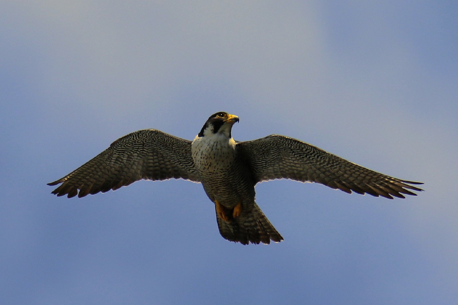 Photo of Peregrine Falcon at 神奈川 by はやぶさくん