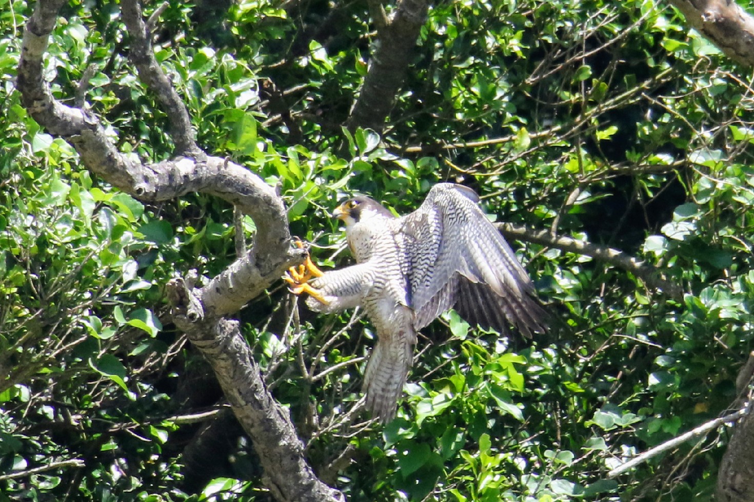 Photo of Peregrine Falcon at 神奈川 by はやぶさくん
