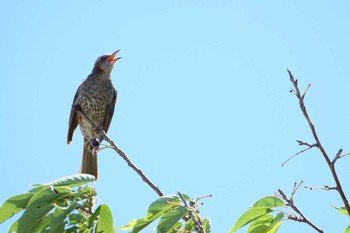 Brown-eared Bulbul Kasai Rinkai Park Sun, 6/16/2019