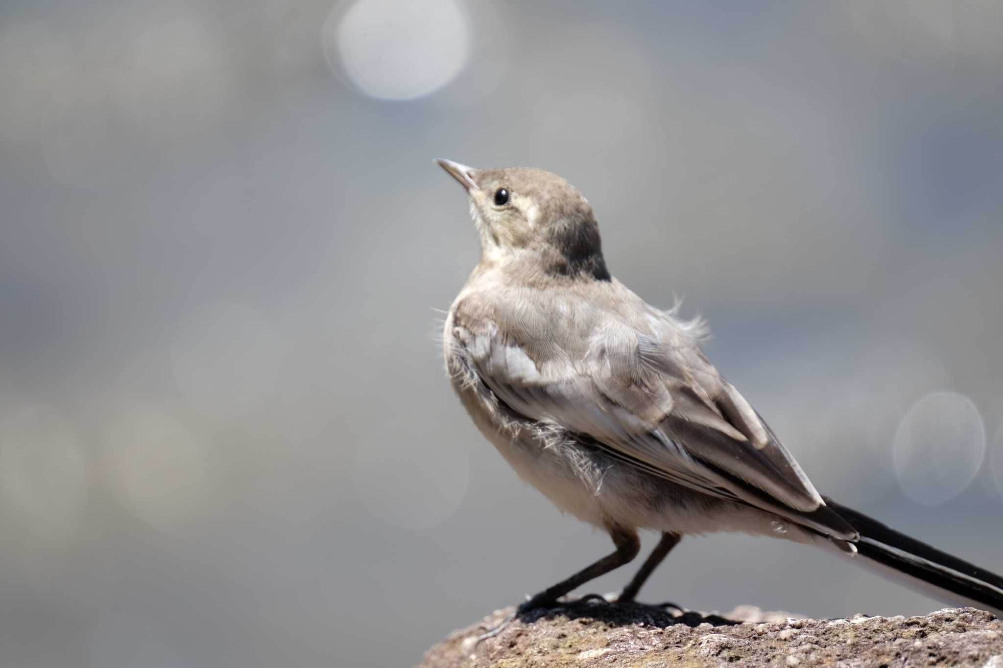 幼鳥 by toru