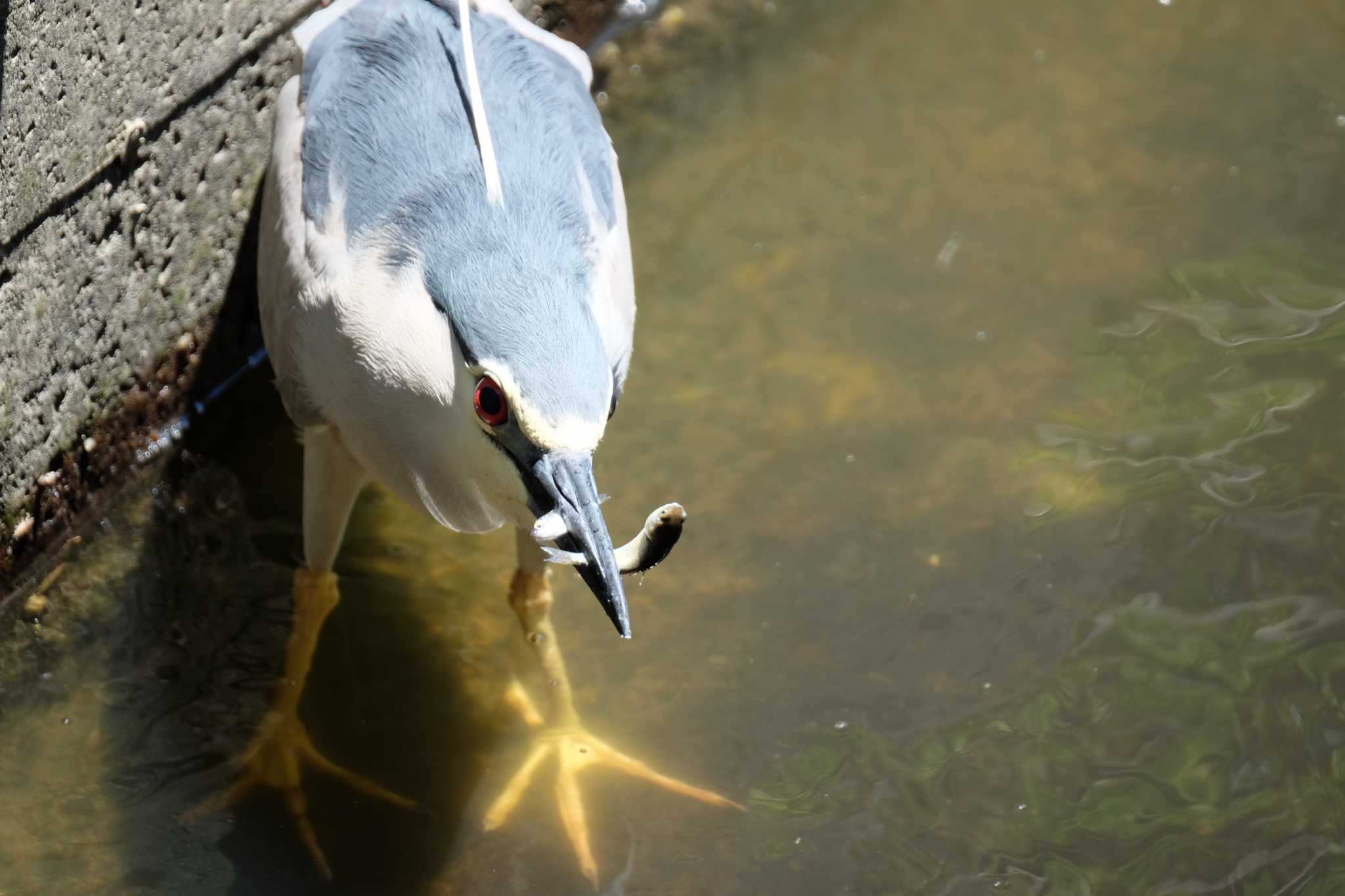 葛西臨海公園 ゴイサギの写真 by toru