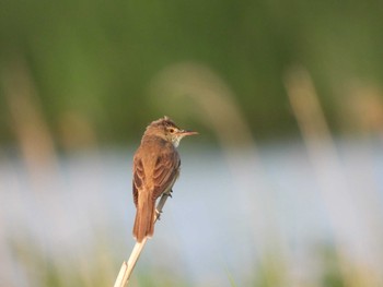 Oriental Reed Warbler North Inba Swamp Wed, 6/5/2019