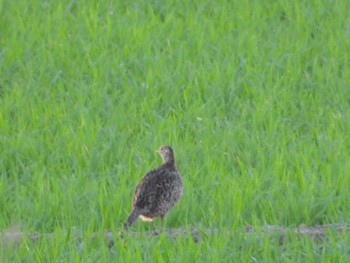 Green Pheasant North Inba Swamp Wed, 6/5/2019