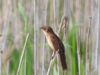 Marsh Grassbird 利根川 Wed, 6/5/2019