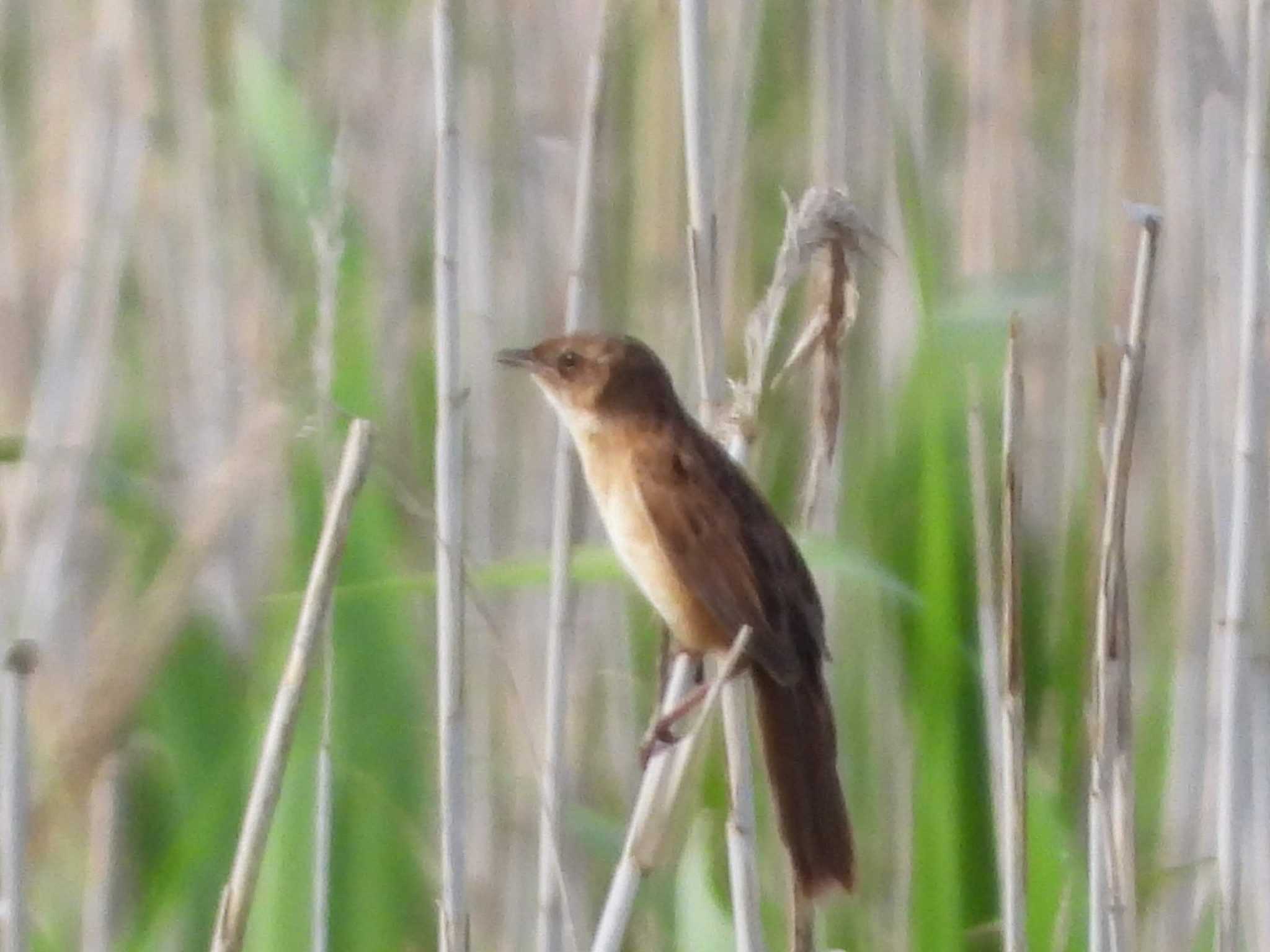 Photo of Marsh Grassbird at 利根川 by サジタリウスの眼