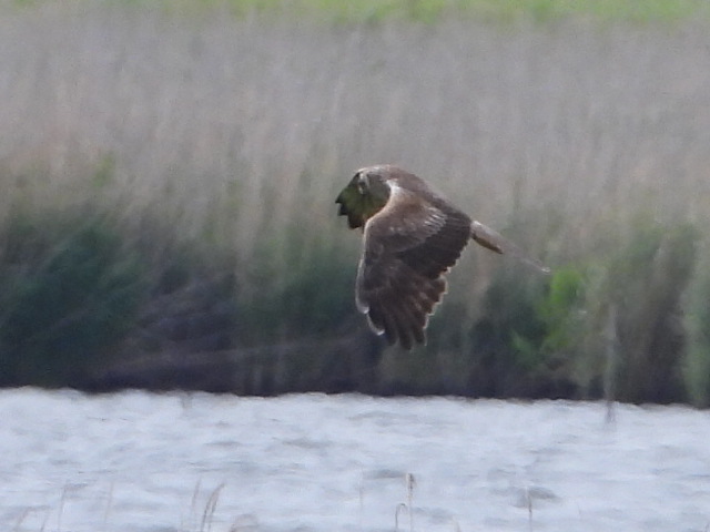 Photo of Eastern Marsh Harrier at 利根川 by サジタリウスの眼