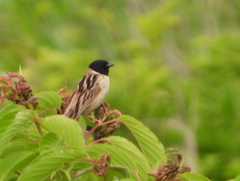 Ochre-rumped Bunting 利根川 Wed, 6/5/2019