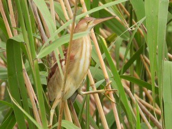 Yellow Bittern North Inba Swamp Wed, 6/5/2019