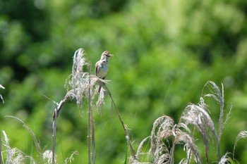Oriental Reed Warbler Kasai Rinkai Park Sun, 6/16/2019