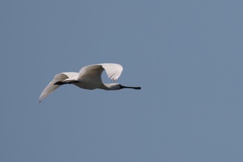 クロツラヘラサギ 葛西臨海公園 2019年6月13日(木)