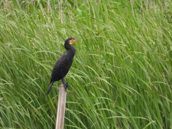 カワウ 北印旛沼 2019年6月5日(水)