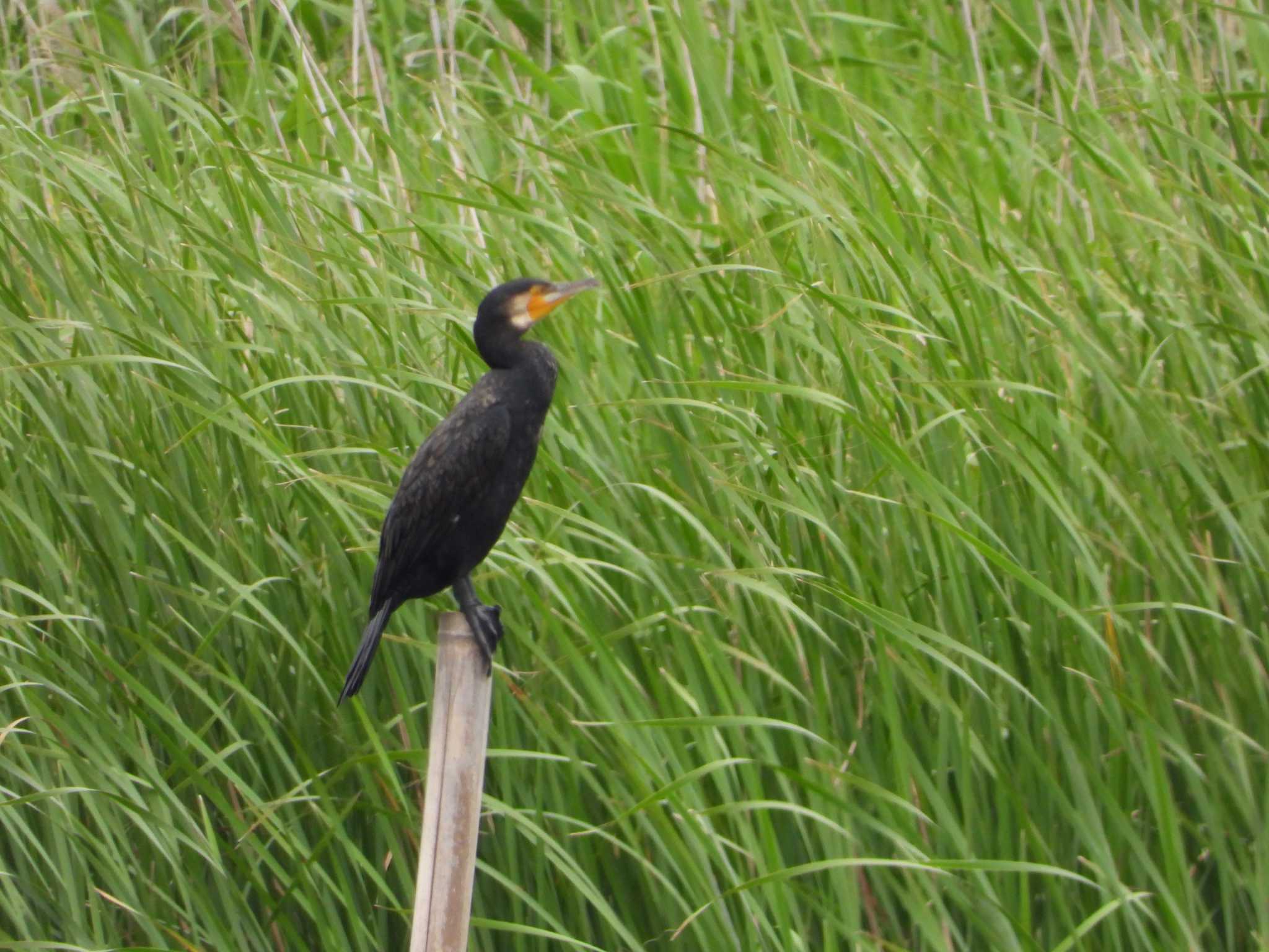 Photo of Great Cormorant at North Inba Swamp by サジタリウスの眼