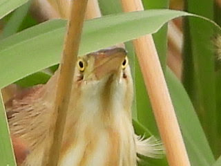 Yellow Bittern North Inba Swamp Wed, 6/5/2019