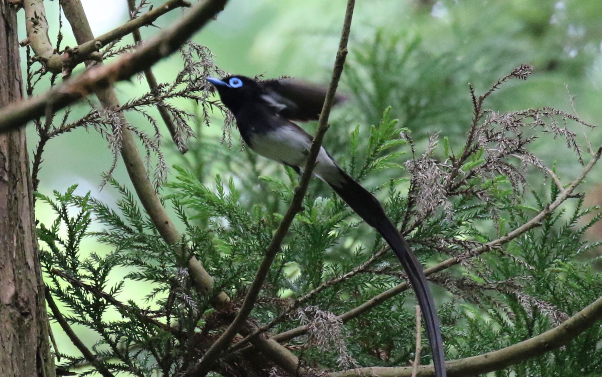 神奈川県 サンコウチョウの写真 by 赤坂和広