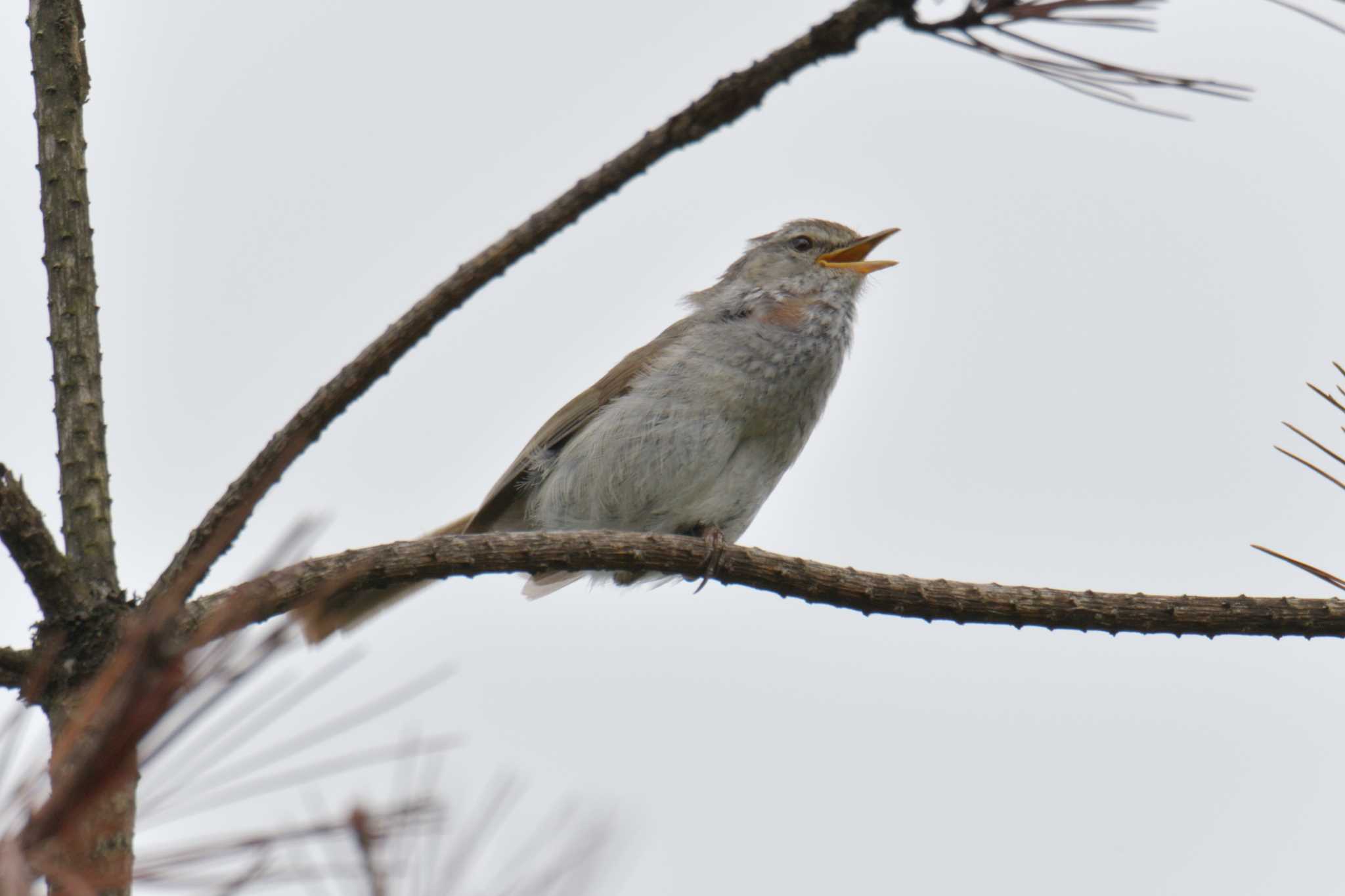 Japanese Bush Warbler