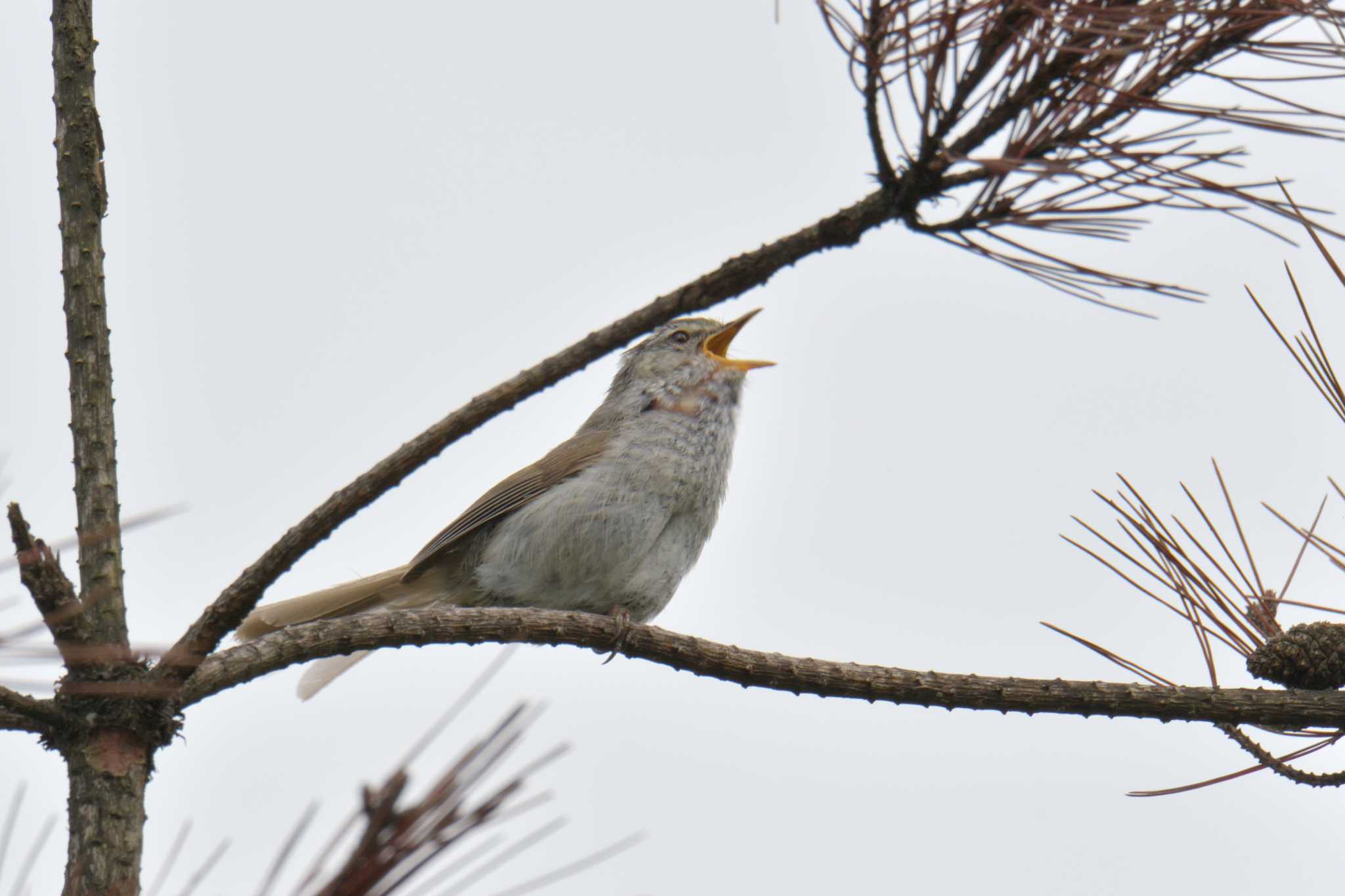 Japanese Bush Warbler